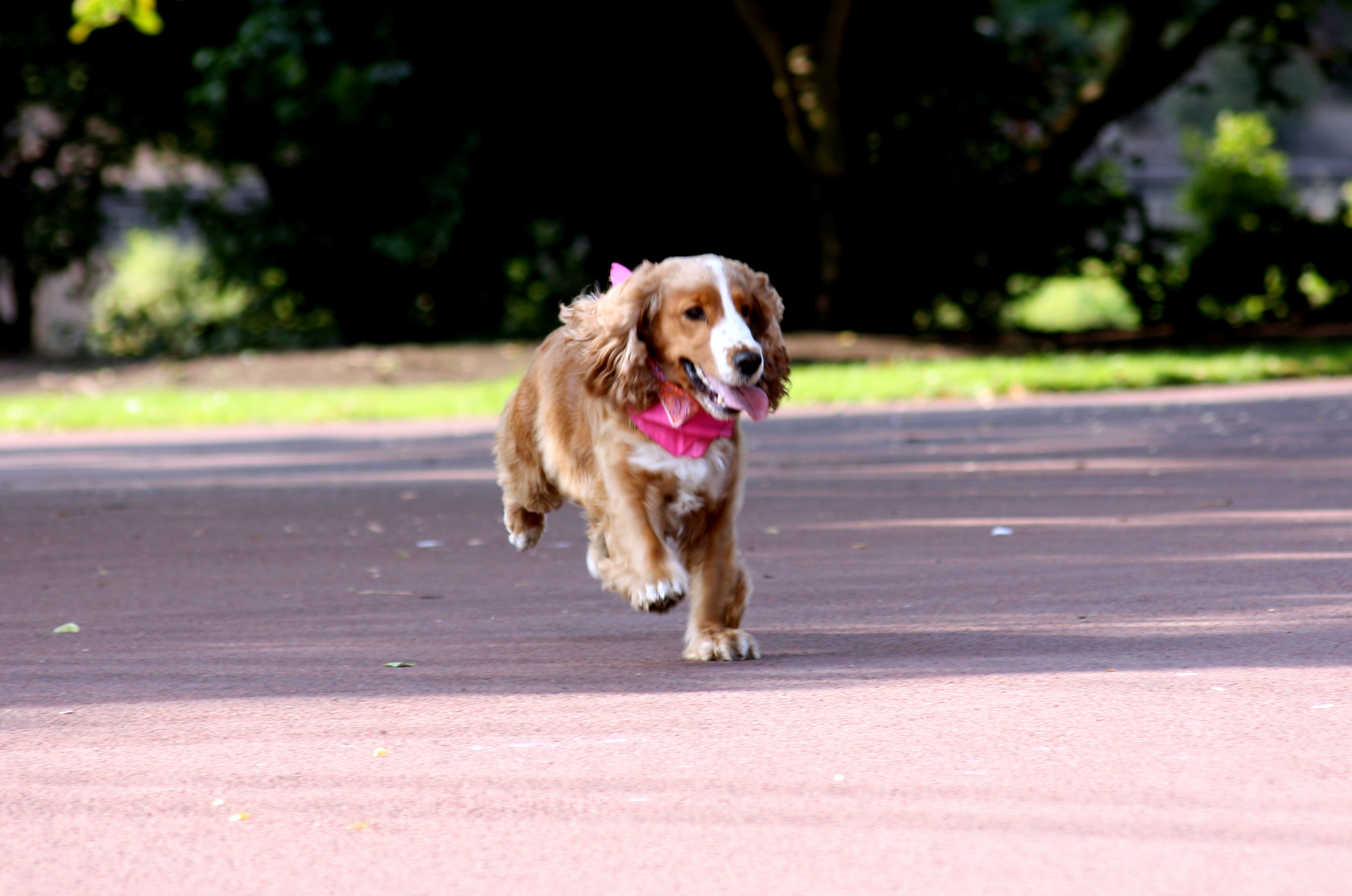 Frolicking in the park Frolicking in the park