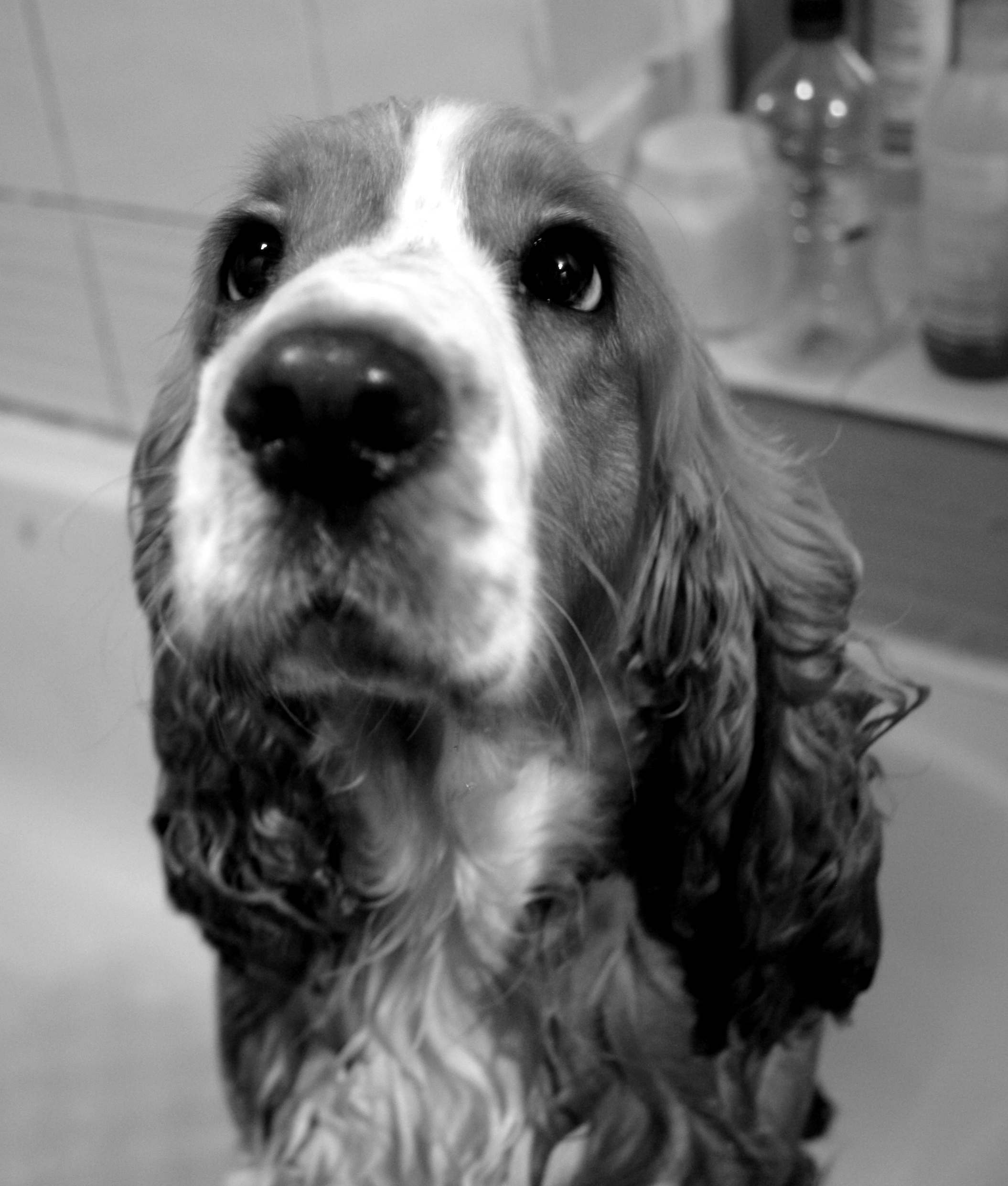 Flossie mid bath Flossie mid bath by Alice Marlow