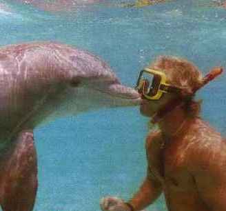 Horace & dolphin