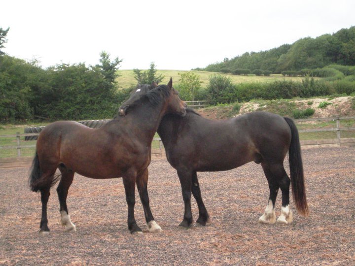 Horse grooming