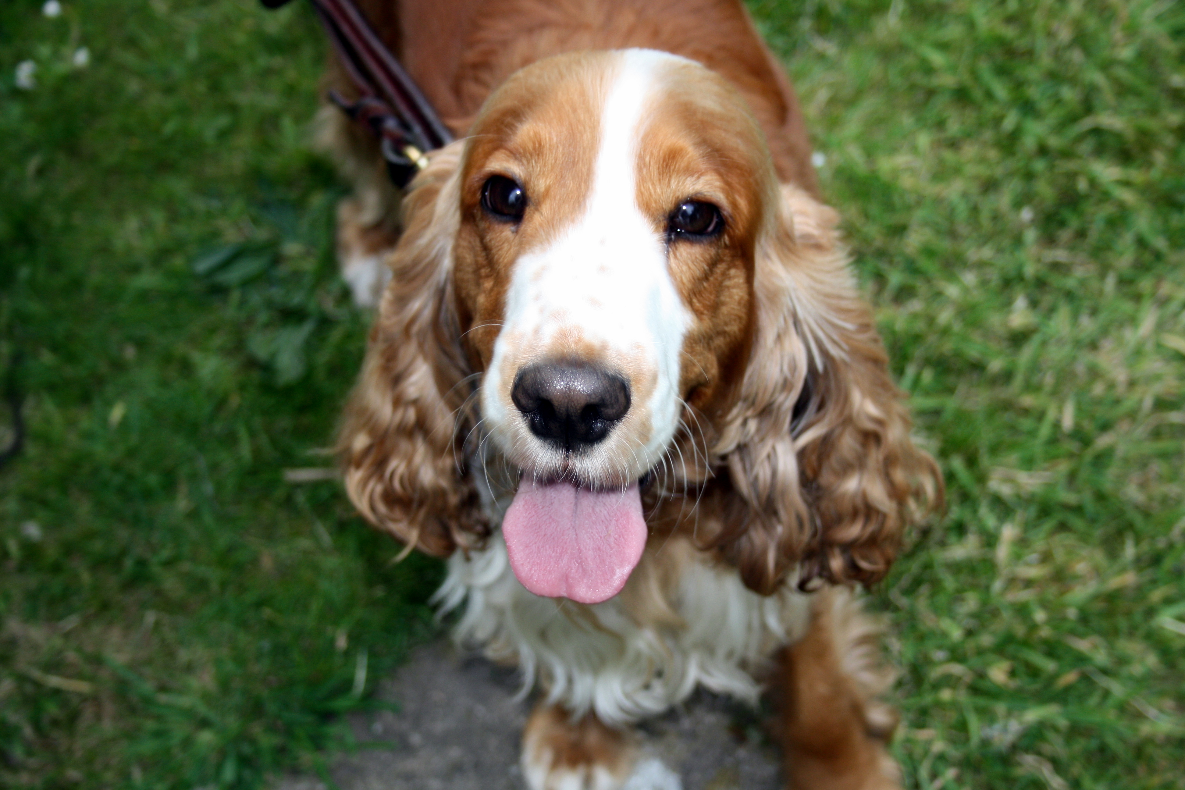 Flossie says "Happy New Year!!" Flossie says "Happy New Year!!"