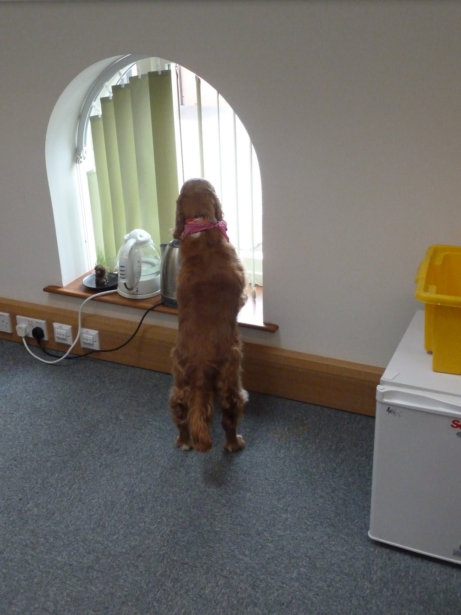 Flossie friendly windows!