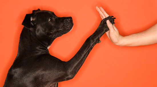 High five from a helping paw